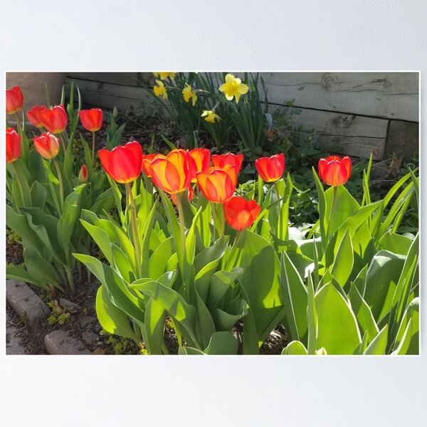 Item preview, Red Spring Tulips designed and sold by EyeOfDelight.