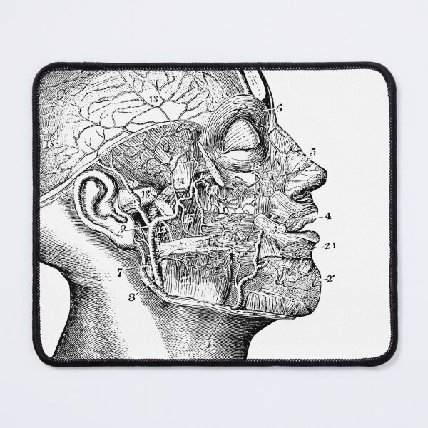 Item preview, Anatomical vintage drawing skull designed and sold by perfektdesign.