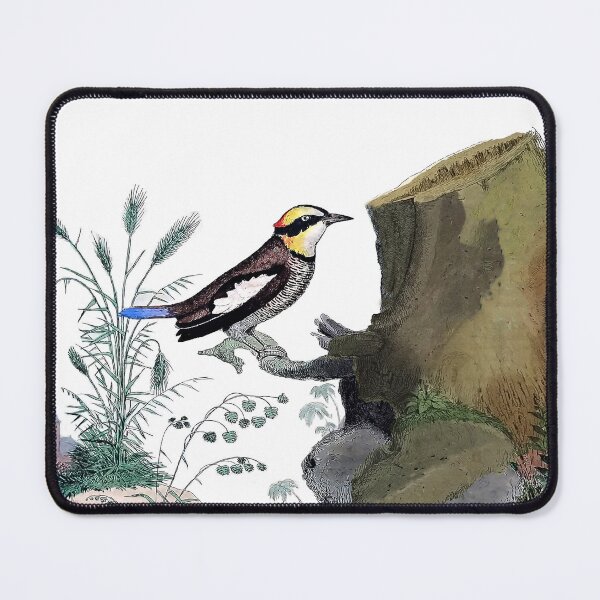 Item preview, Exotic Bird Antique Engraving designed and sold by louisxvpod.