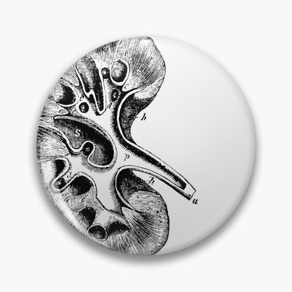 Item preview, Anatomical vintage drawing kidney designed and sold by perfektdesign.