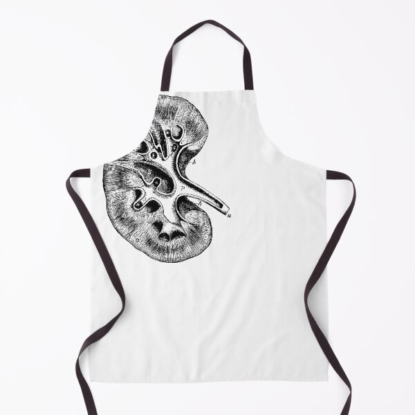 Item preview, Anatomical vintage drawing kidney designed and sold by perfektdesign.