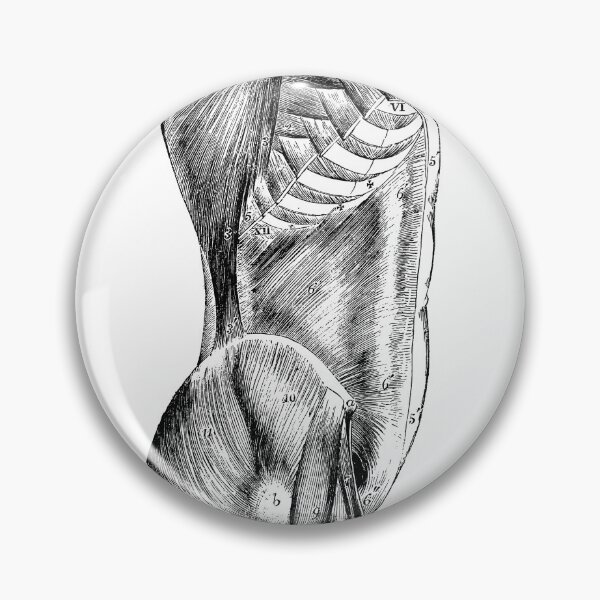 Item preview, Anatomical vintage drawing torso designed and sold by perfektdesign.