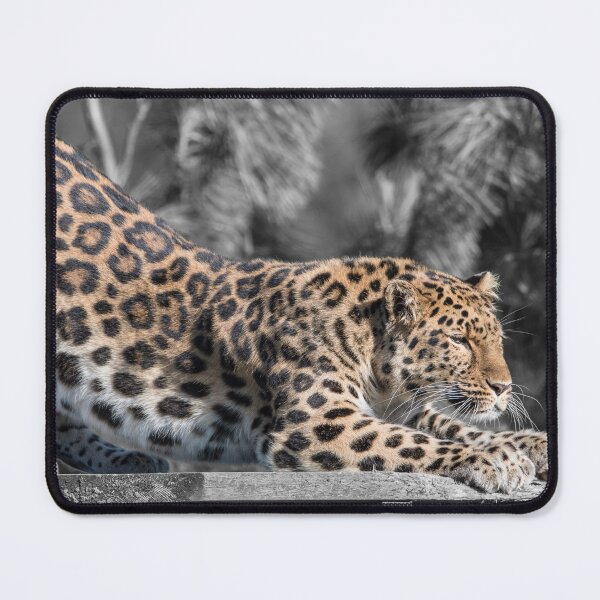 Item preview, Leopard Enjoying the Sun designed and sold by LFPPhotography.