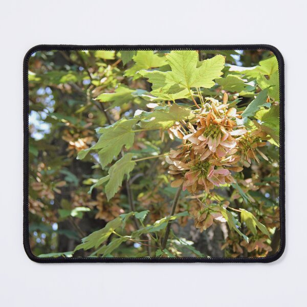 Item preview, Maple Tree Samara Crop designed and sold by Angela Cini.