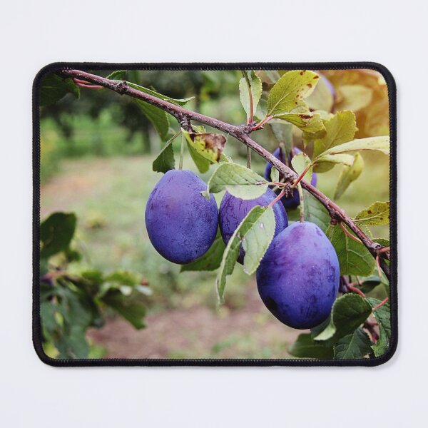 Item preview, Beautiful Plum Branch on the Tree designed and sold by Angela Cini.