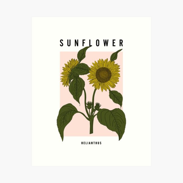 Item preview, Sunflower Botanical Illustration designed and sold by TheColourStudy.