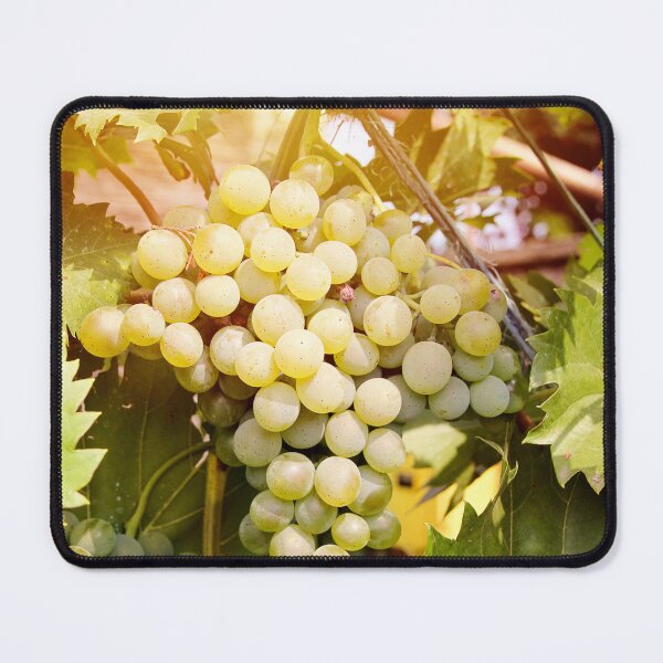 Artikelvorschau, Beautiful Green White Grapes in Vineyard Closeup entworfen und verkauft von Angela Cini.