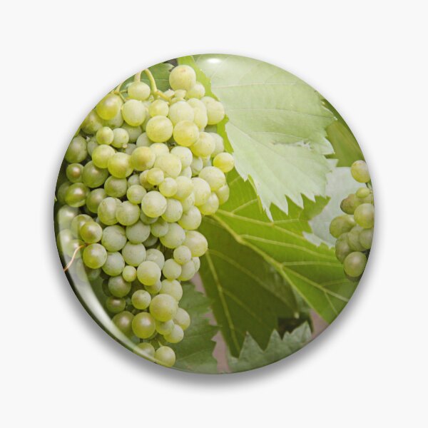 Artikelvorschau, Beautiful Green White Grapes in Vineyard Closeup entworfen und verkauft von Angela Cini.