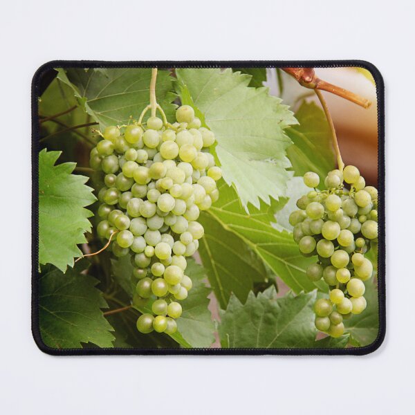 Artikelvorschau, Beautiful Green White Grapes in Vineyard Closeup entworfen und verkauft von Angela Cini.