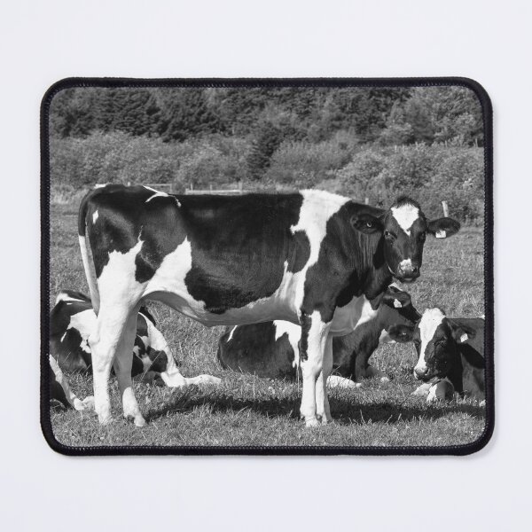 Item preview, Young Holstein Cow in Field Black and White designed and sold by Baymare.