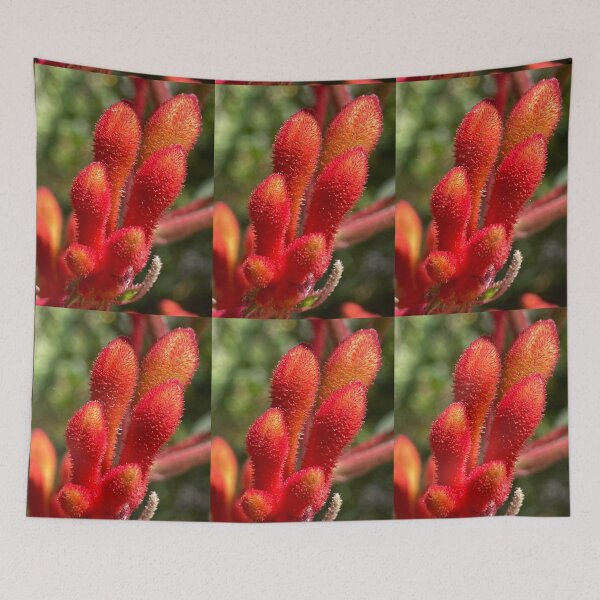 Item preview, Red kangaroo paw designed and sold by AnnasFloristry.
