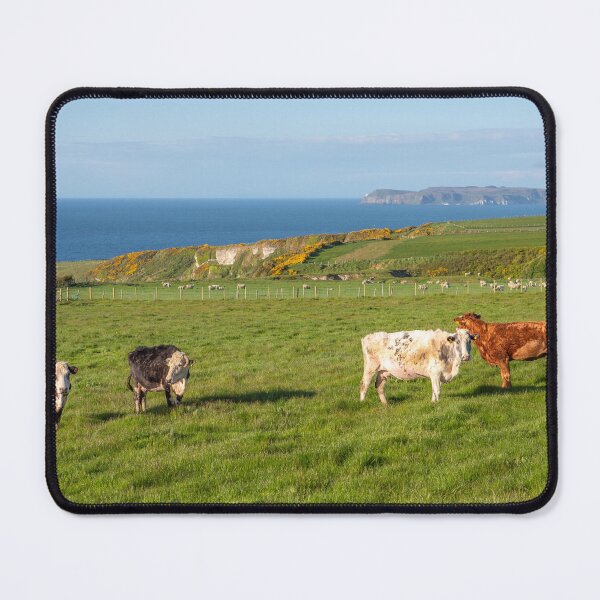 Item preview, The Irish cows designed and sold by Zdrojewski.