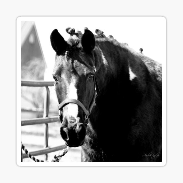 Item preview, MoShire designed and sold by GhostHorsePhoto.