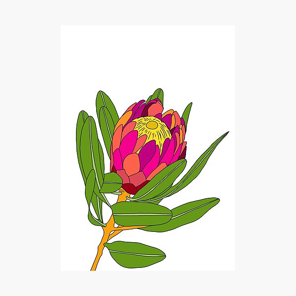 Bright Protea Photographic Print