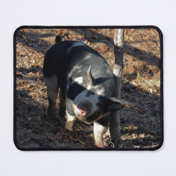 Item preview, Black and White Pig designed and sold by bmiller64.