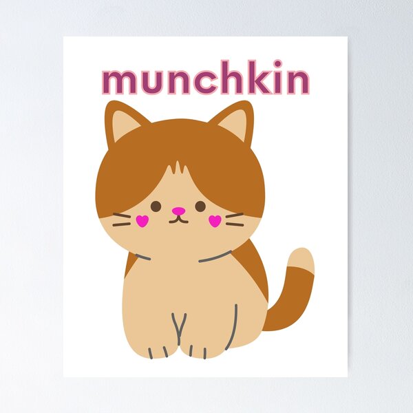 Pin em Munchkin Cat Orange King