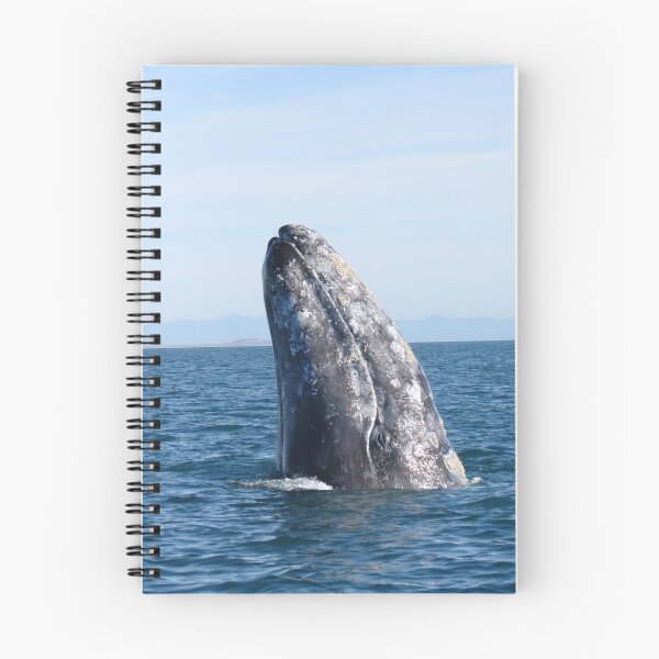 Item preview, Gray Whale Spy Hop designed and sold by Whale & Dolphin Wisdom Retreats.