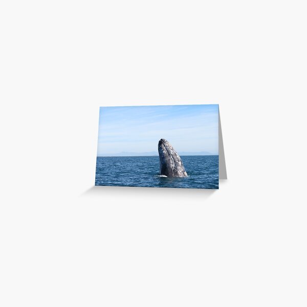 Item preview, Gray Whale Spy Hop designed and sold by Whale & Dolphin Wisdom Retreats.