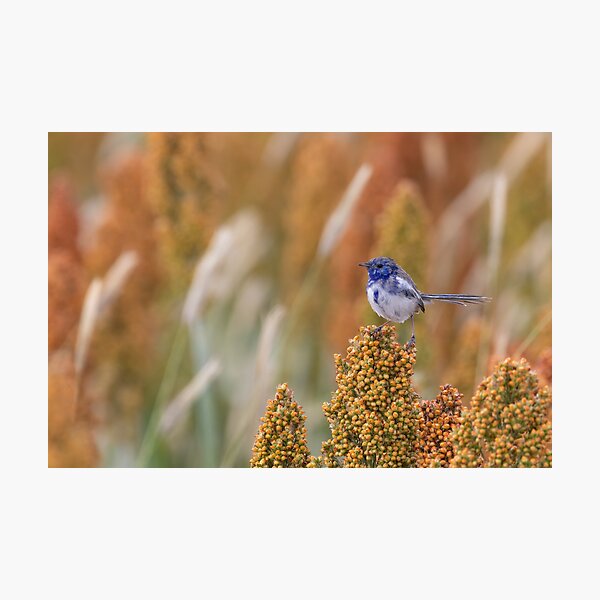 White winged fairywren Photographic Print