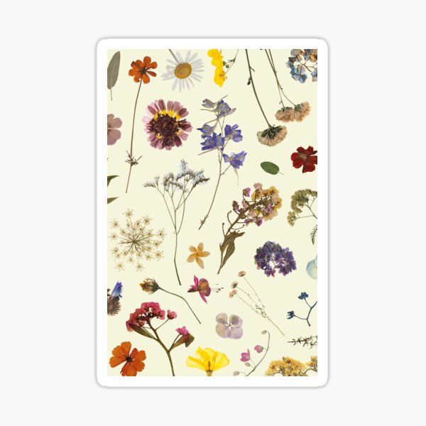 Natures Treasures Preserved: A Collection of Pressed Blooms - Pressed Dried  flowers on white background Art Print for Sale by EmeraldeaArt