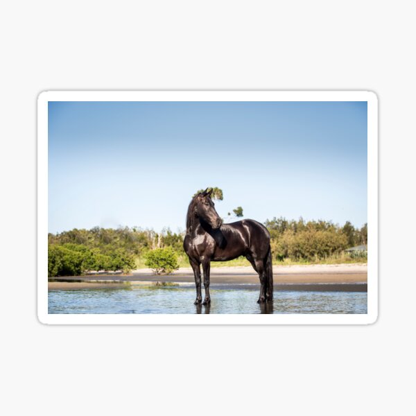 Item preview, Freisian Horse designed and sold by EMcleanphotos.