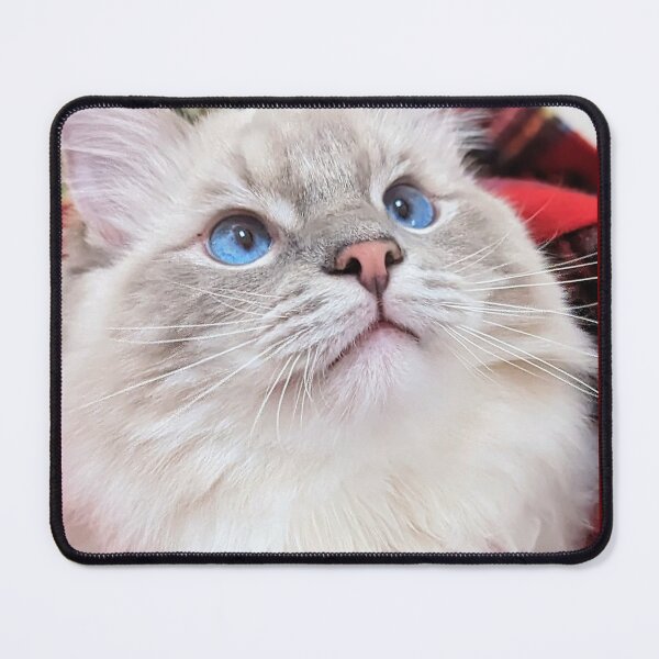 Item preview, Copy of Lynx ragdoll cat in Scottish tartan designed and sold by Fluffycat2020.
