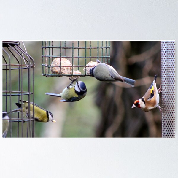 Item preview, goldfinch and blue tits designed and sold by KathleenDawson.