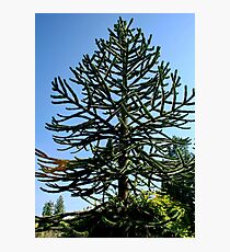 Araucaria araucana (im Volksmund Affen-Puzzle-Baum oder Affen-Schwanz-Baum genannt) Fotodruck