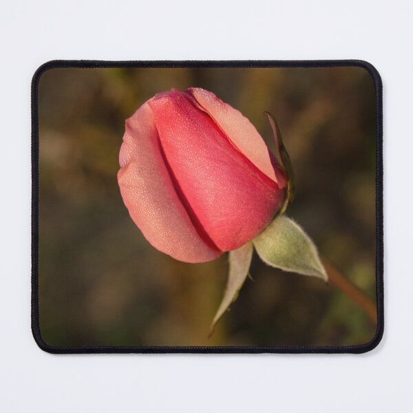 Item preview, Sweetheart Pink Promise - Dewy Petaled Rosebud About to Open designed and sold by Georgia Mizuleva.