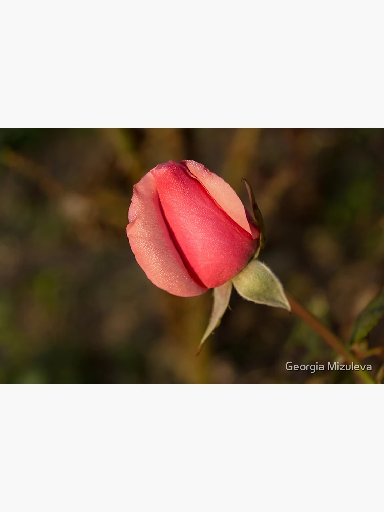 Sweetheart Pink Promise - Dewy Petaled Rosebud Unfurling Kids T