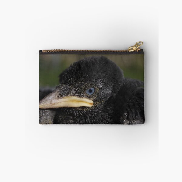 Item preview, Baby jackdaw designed and sold by manxbirdrehab.