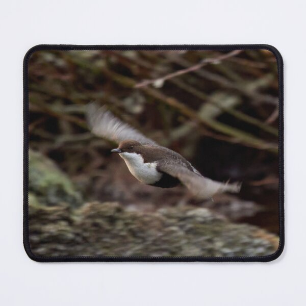 Item preview, Fly baby fly. White-throated dipper designed and sold by Jouko Lehto Photography.