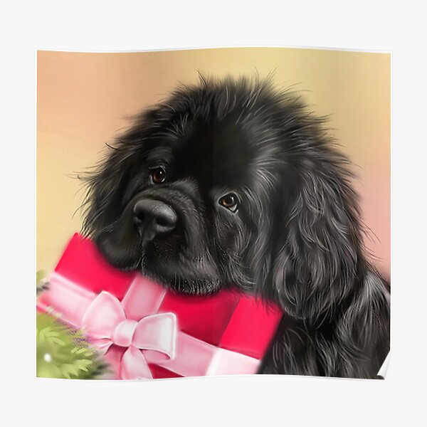 Newfie face with present Poster