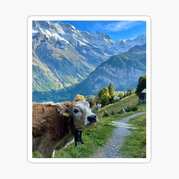 Item preview, Curious Cow at Gimmelwald Switzerland designed and sold by surecanmakeit.
