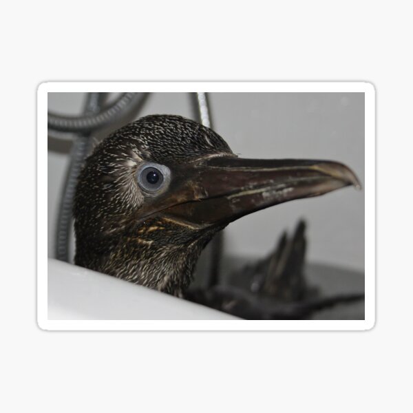 Baby gannet Sticker