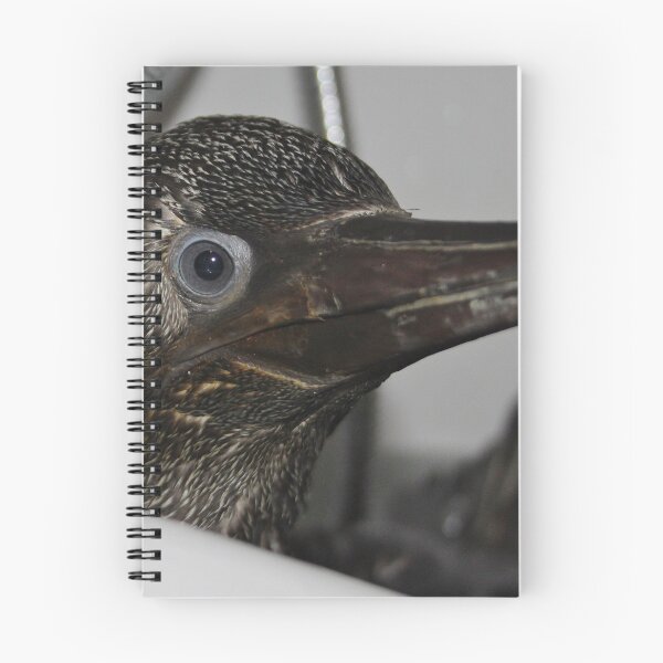Item preview, Baby gannet designed and sold by manxbirdrehab.