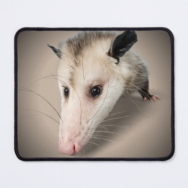 Item preview, Possum Face Portrait Print - For a possum lover, for a possum owner, for an animal rescue center. designed and sold by Wentoo.