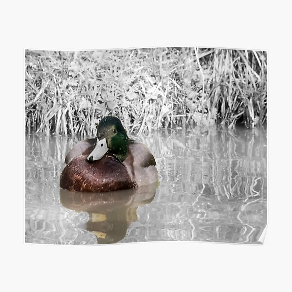 Duck on the water Napton on the hill Poster