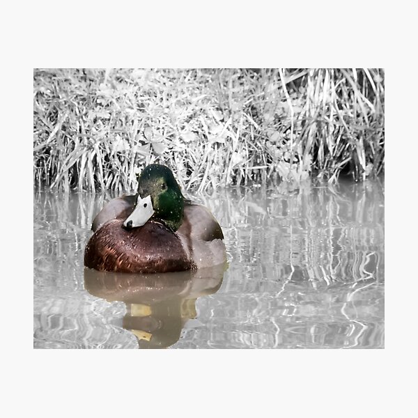 Duck on the water Napton on the hill Photographic Print