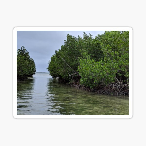 Channel through a mangrove ecosystem  Sticker