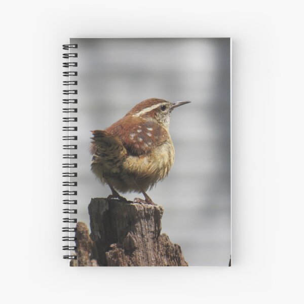 Item preview, Carolina Wren designed and sold by Tonia Delozier's Photography .