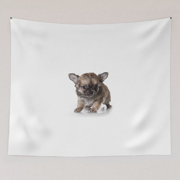 Item preview, chihuahua dog puppy looking at the camera (isolated on white background) designed and sold by utekhina.