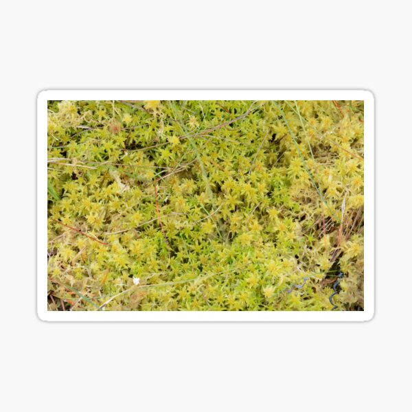 A Bed of Sphagnum Moss Sticker