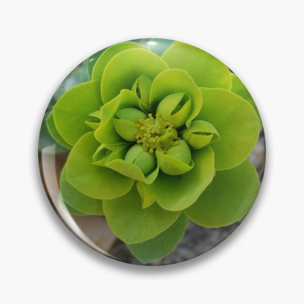 Item preview, houseleek, stone plant designed and sold by Oceanleaf88.