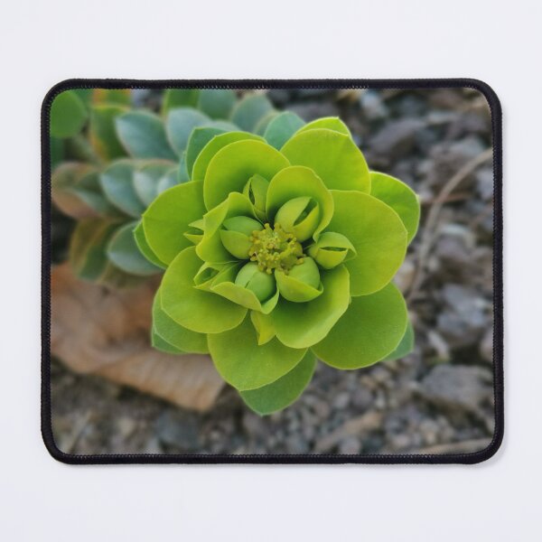 Item preview, houseleek, stone plant designed and sold by Oceanleaf88.