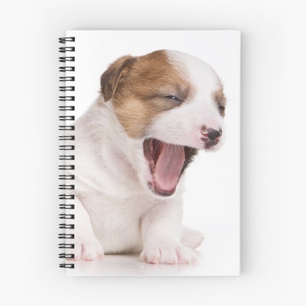 Item preview, Puppy Dog Jack Russell Terrier yawns (isolated on white) designed and sold by utekhina.