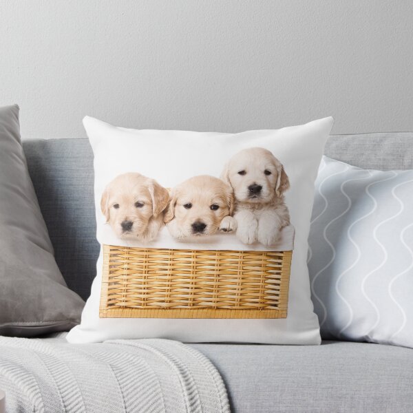 Item preview, Three labrador puppy in a basket (isolated on white) designed and sold by utekhina.