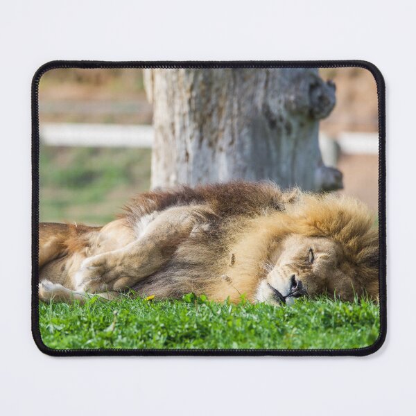 Item preview, Sleeping Lion designed and sold by LFPPhotography.