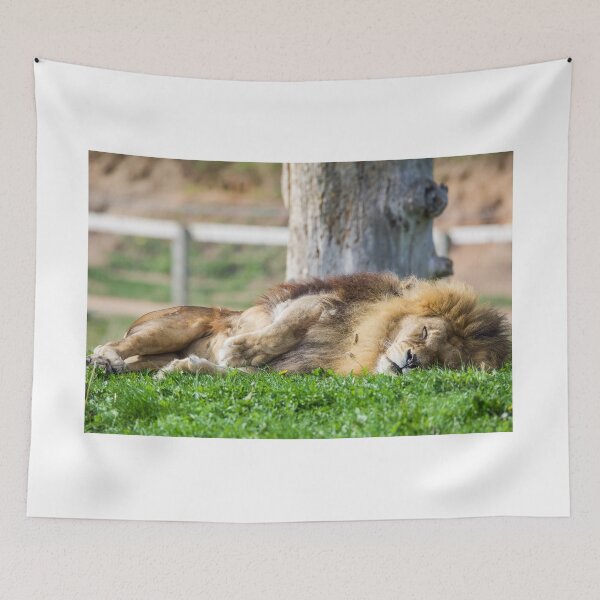 Item preview, Sleeping Lion designed and sold by LFPPhotography.