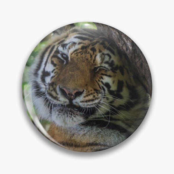 Item preview, Tiger Cuddling his Tree designed and sold by LFPPhotography.
